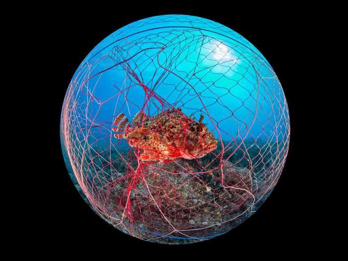 Second Place Underwater Conservation: "In the Net" by Gaetano Gargiulo