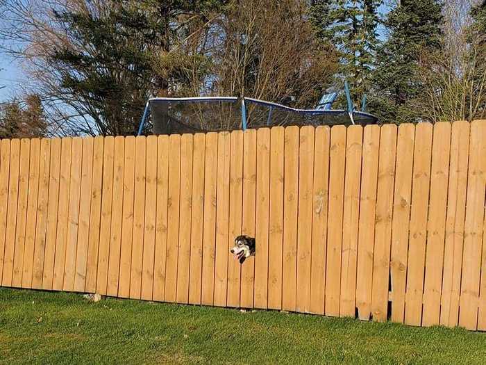 Burger, a curious dog, tried to dig under the family