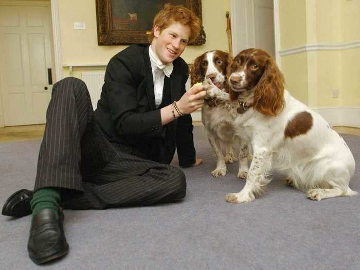 AGE 18: Prince Harry plays with Rosie and Jenny, the dogs owned by Andrew Gailey — the housemaster of the Manor House — in March, 2003 at Eton.