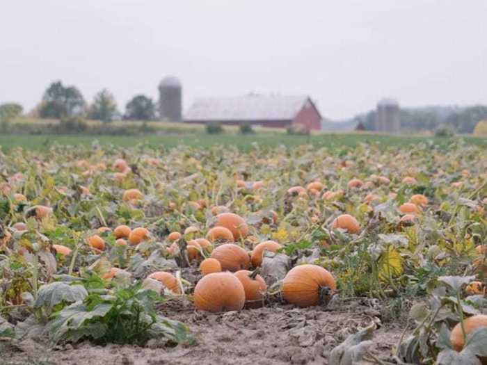 WISCONSIN: Take a hayride or pick out a free pumpkin at Mulberry Lane Farm