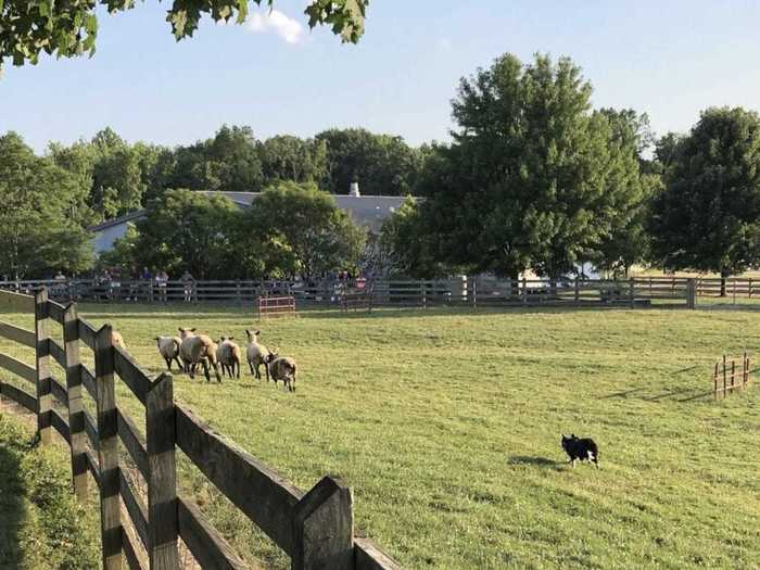 OHIO: Walk through the corn maze at Lake Metroparks Farmpark in Kirtland.