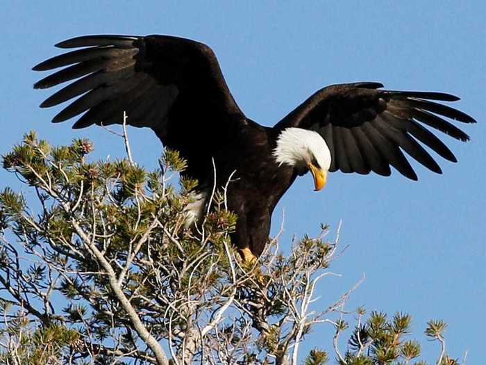 MINNESOTA: Get up close and personal with bald eagles at the National Eagle Center in Wabasha.