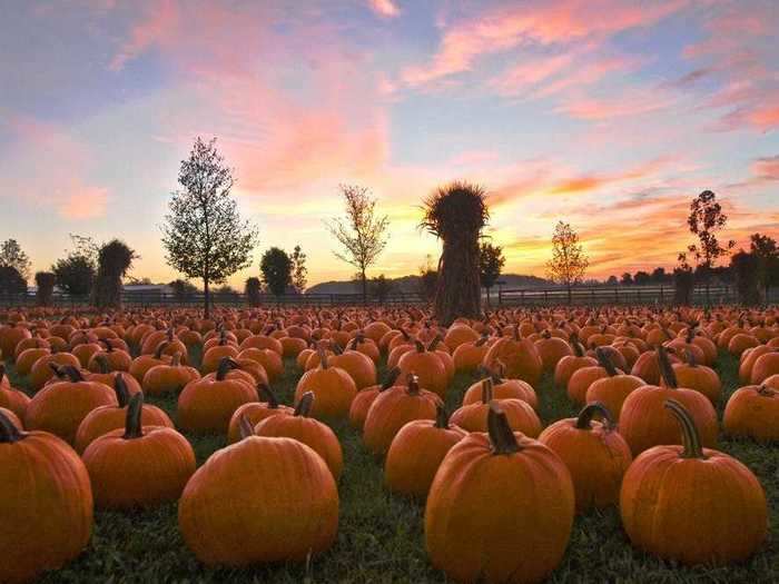 ILLINOIS: Go pumpkin picking at Bengtson Farm.