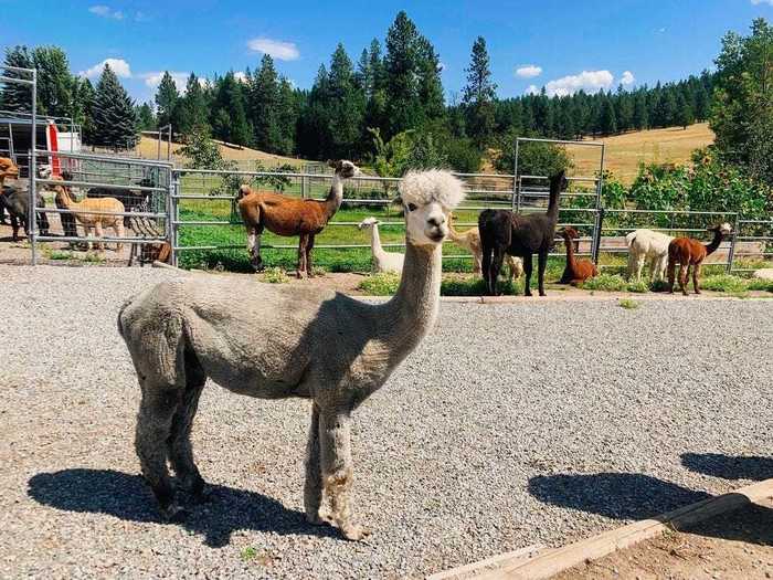 IDAHO: Visit a furry friend at the Seven Stars Alpaca Ranch in Coeur d