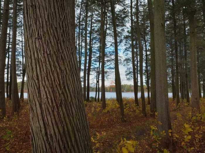 NEW JERSEY: Pine Barrens