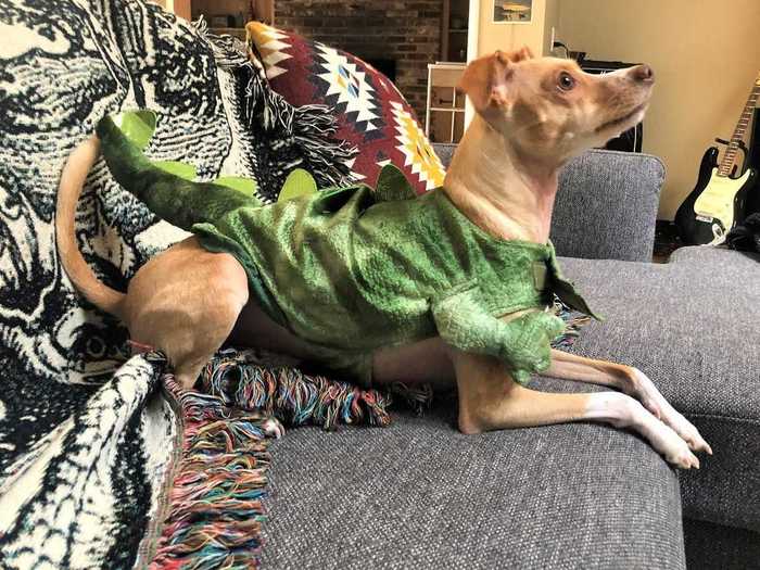 Encourage your pet to interact with the costume