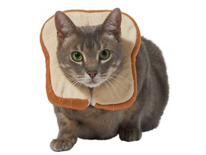 A slice of toast for your cat