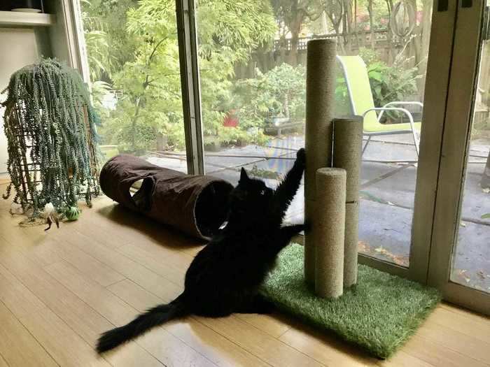 The best scratching post