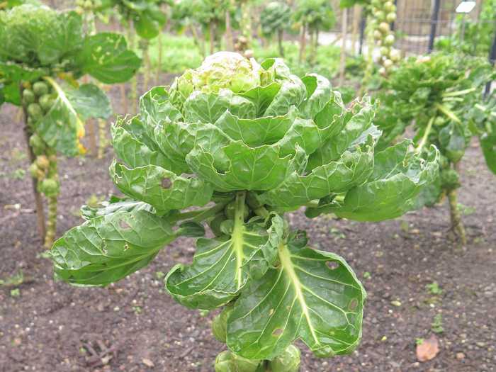 Last but not least, we have the humble Brussels sprout stalk. The little cabbage buds grow on an upright stalk that has a large bloom at the top.