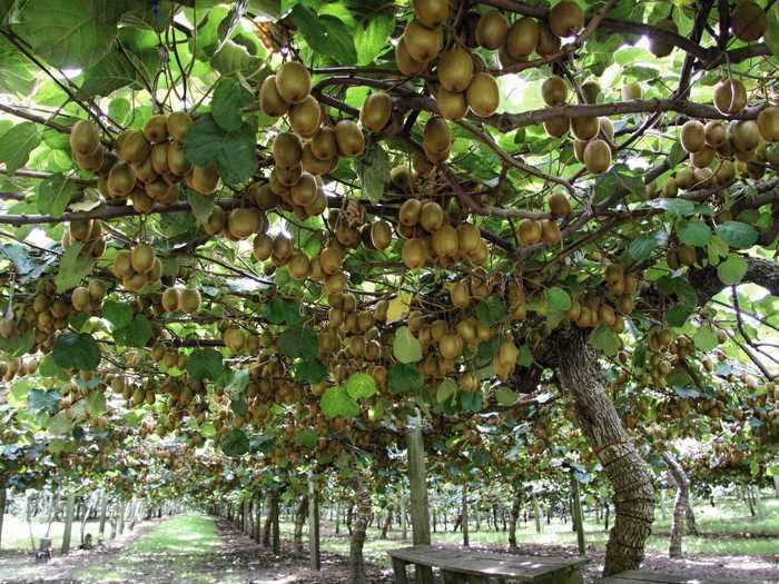 The kiwi trees resemble grape vines, with dozens of fruits hanging from their branches.