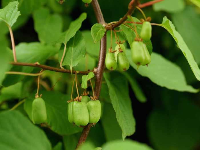 Another funny tree fruit is the kiwi. These little green fruits aren