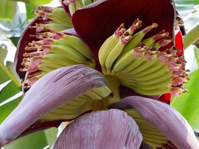 Once they reach the ideal size, bananas are often harvested when they