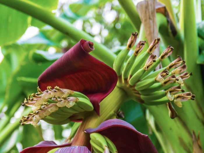 This is the flower on a banana tree, which grows tons of little bananas from its stem.