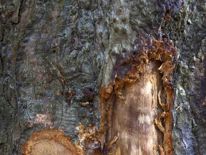 This is a close-up look at the trunk of a cinnamon tree, where the bark has been shaved into sticks.