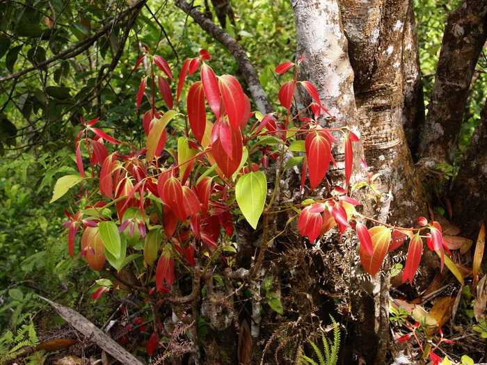 This one may have been obvious, but did you know that cinnamon sticks are just dried tree bark?