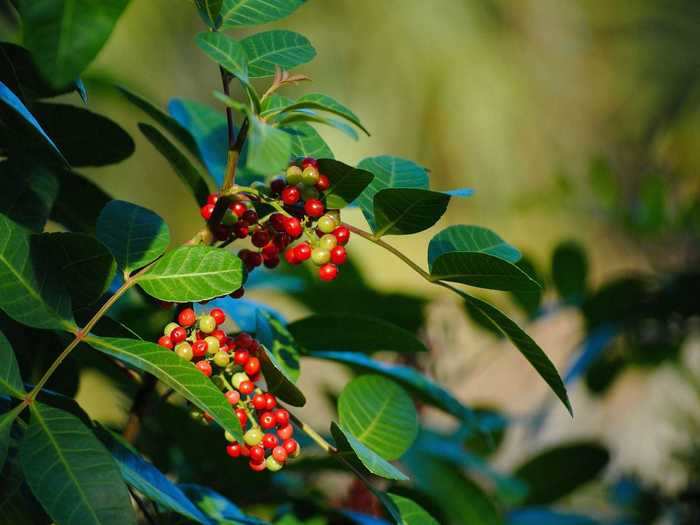 Depending on which species of the pepper plant is growing, the berries can be red or green.