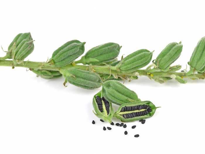 The little pods hold sesame seeds (either black or white) which are harvested and used whole or processed into sesame oil.