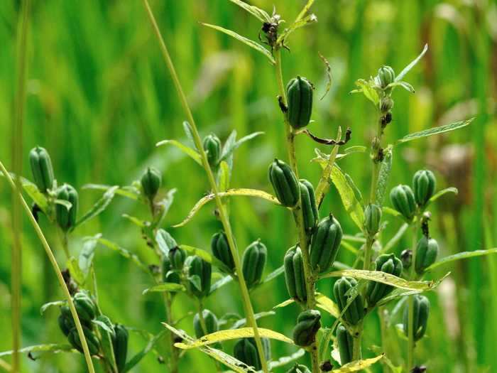 This is what a sesame plant looks like.