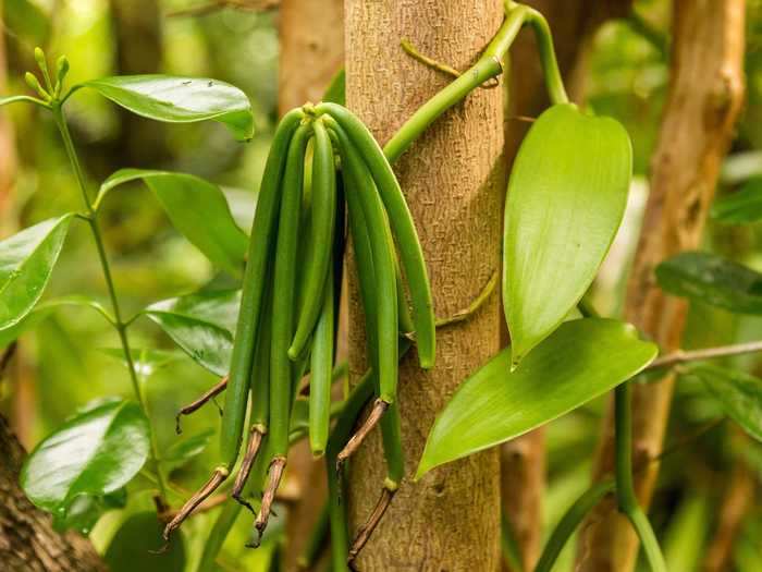 This vine plant looks almost exactly like wild string beans ...