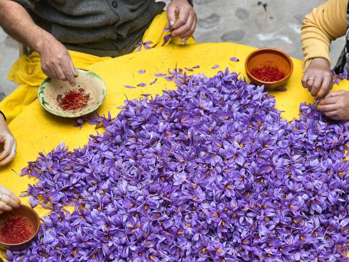 Saffron threads are really the stigma part of the flower, and need to be handled delicately during the picking process.