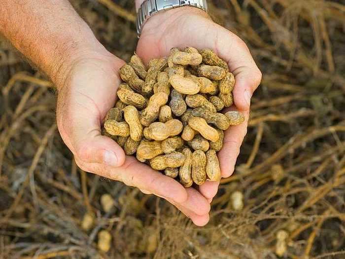 It can take up to 160 days for peanuts to grow underground before they