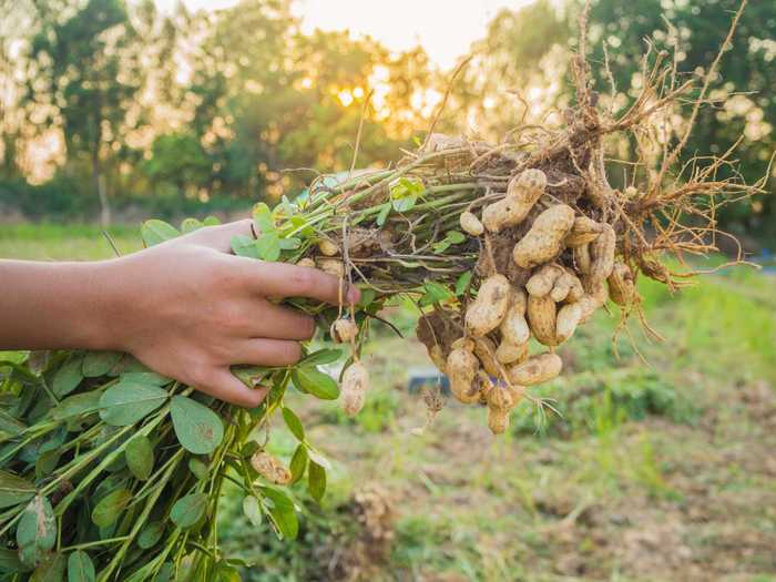 The part of the peanut we eat is the plants