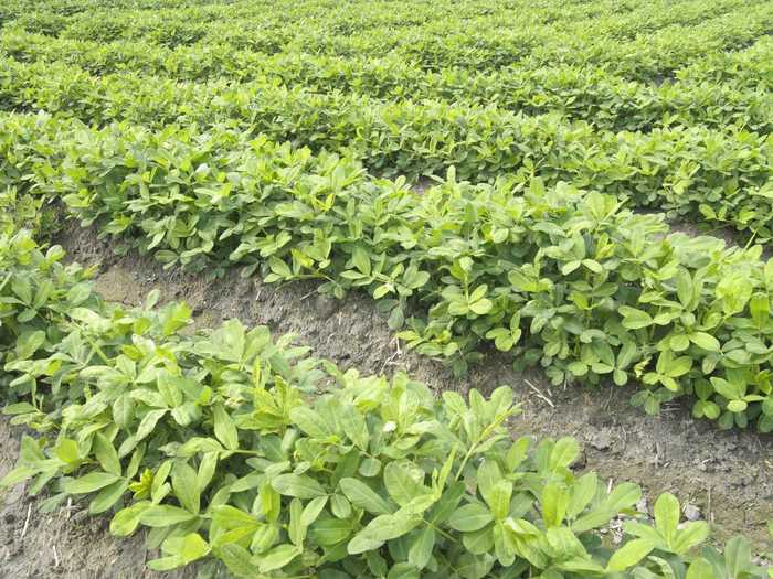 This is a peanut field. Peanuts are legumes, which means they