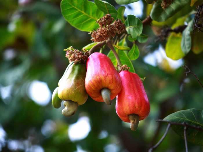 Another bizarre tree nut is the cashew. The actual nut grows on the bottom of a fruit, called the "cashew apple."