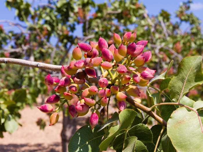 Another popular tree nut is the pistachio. These pink blooms will soon give way to the notoriously tough shell.