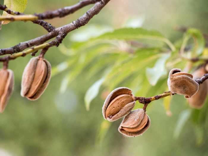 The green pods eventually dry out and crack open on the tree branch, revealing the almond nut inside.