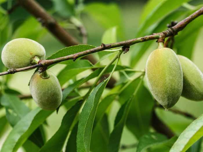 These fuzzy little pods are unripe almonds.