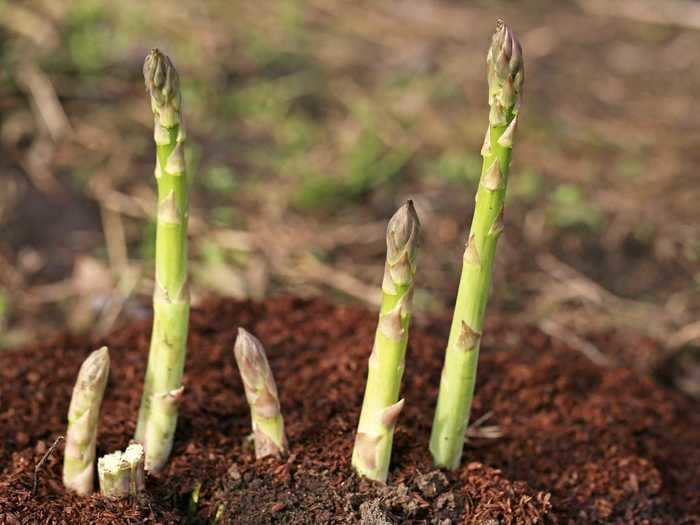 Asparagus grows from a bulb that