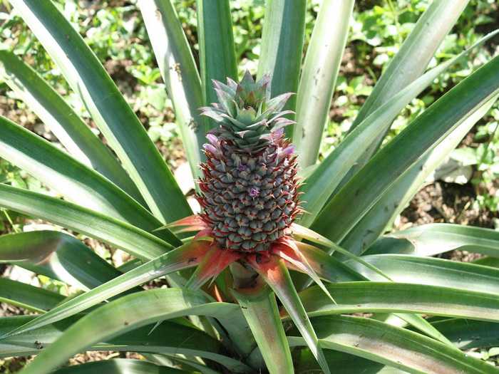 You may have thought pineapples grew on trees, but they actually live on bushes until it