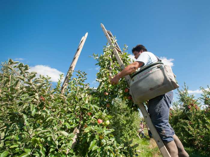 Pennsylvania visitors and locals can pick crisp apples at some of the country