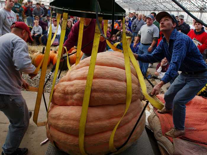 In Ohio, growers compete for the title of heaviest pumpkin.