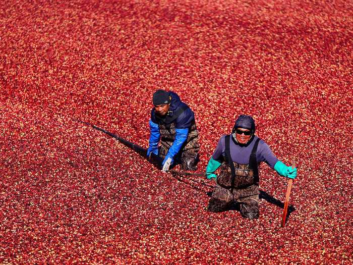 Meanwhile, in Massachusetts, growers spend the season harvesting cranberries.
