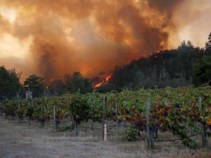 To save the harvest from smoke and fire, some wineries will pick the grapes before they are ripe.