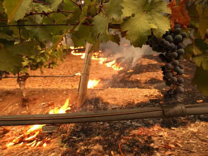 Vineyards that have not been burned also face an economic risk because grapes tainted by smoke can result in ashy-tasting wine.
