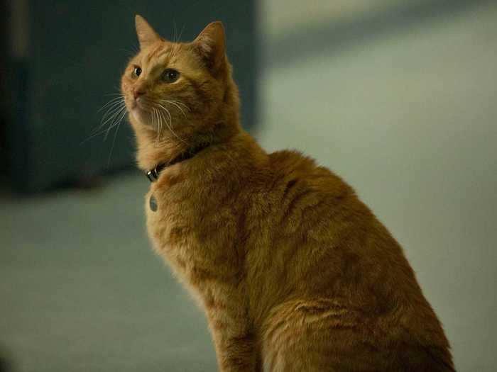 Despite having a feline friend in "Captain Marvel," Larson is allergic to cats.