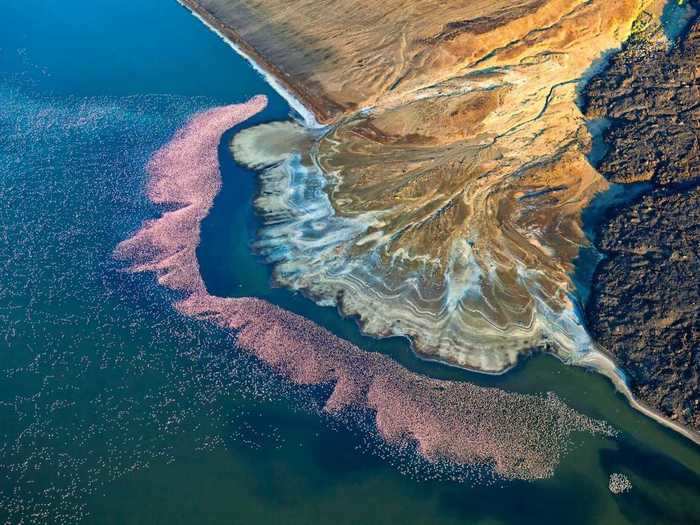 Martin Harvey captured a flamboyance of thousands of flamingos in "Flamingos at Lake Logipi."