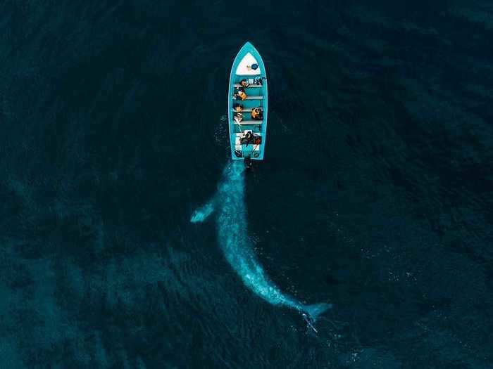 A gray whale is seen lurking beneath a boat in Joseph Cheires