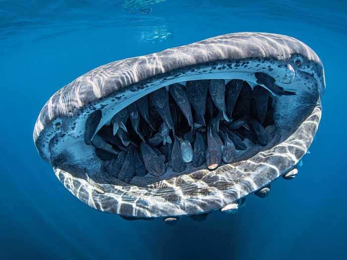 Evans Baudin won the grand prize with this in-your-face photo of a whale shark carrying dozens of suckerfish in Baja California, Mexico.