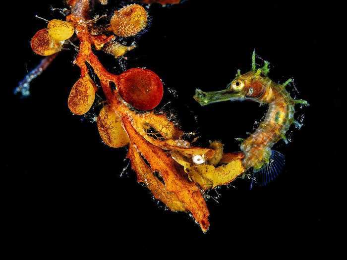 In first place in the macro category, Jeffrey Haines photographed a seahorse hiding in clumps of sargassum.
