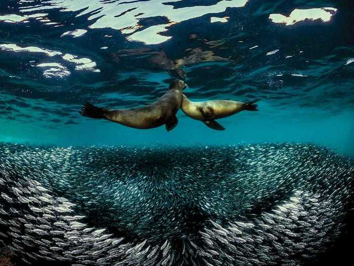 In third place in the wide-angle category, Raffaele Livornese photographed sea lions over a school of sardines.