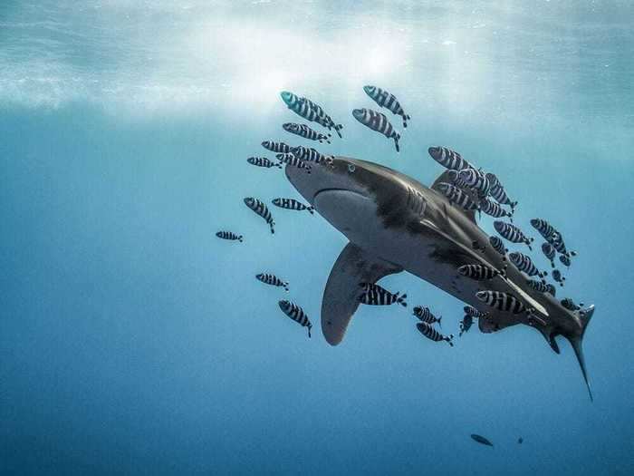 Martina Andres encountered an oceanic whitetip shark while diving in the Red Sea. Her magical photo earned an honorable mention.