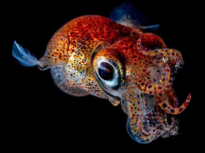 During a night dive in the Sea of Japan, Andrey Shpatak captured this photo of a colorful cuttlefish that earned an honorable mention.