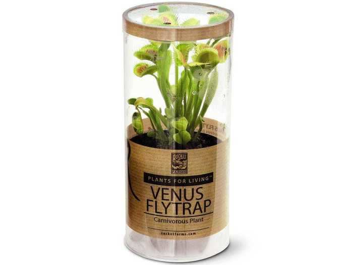 Decorate your home with the frightening Venus flytrap.