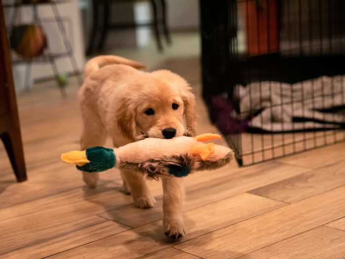 Be sure you have your house ready and stocked with any supplies a dog might need.