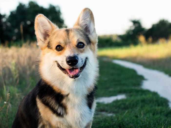 Test how well-trained a dog is at the shelter.