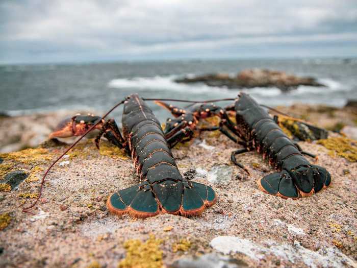 ... then try their hand at cooking their catches back at the main lodge while sipping on seaweed-seasoned rum cocktails.